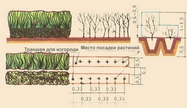 Нюансы посадки деревьев и кустарников