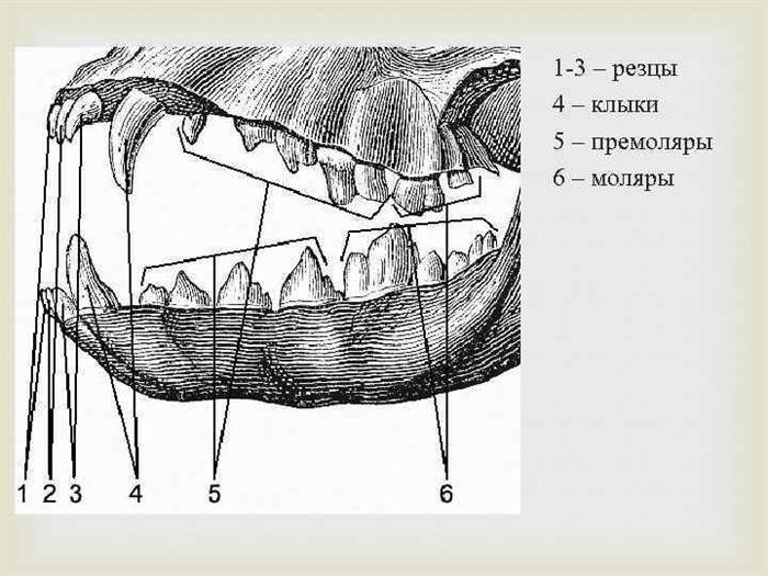 Судебная ветеринарная и ветеринарно-токсикологическая экспертиза